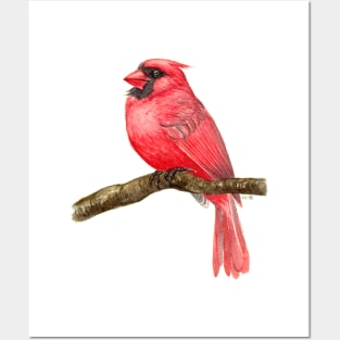 Cardinal bird watercolor Posters and Art